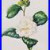 Beautiful_Original_Signed_Watercolour_The_White_Camellia_By_R_E_Lees_1970_01_tfw