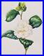 Beautiful_Original_Signed_Watercolour_The_White_Camellia_By_R_E_Lees_1970_01_tfw