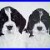 Black_White_Spaniel_Puppy_Portrait_Acrylic_Painting_Original_On_Canvas_SALE_01_ip