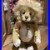 Charlie_Bears_Haider_The_Lion_Rare_Collectors_Club_Bear_Ltd_To_240_Worldwide_01_jq