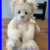 Charlie_Bears_Mohair_Year_Bear_2021_Ltd_Edition_01_nl