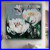 Framed_Contemporary_Abstract_Original_Oil_Painting_80x80cm_Canvas_White_Tulips_01_cns