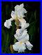 INCREDIBLE_WHITE_IRISES_New_11x14_Oil_Painting_Original_Canvas_by_Artist_Klein_01_ccd