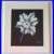 John_Matthew_Moore_Tulip_mmtn1_Limited_Giclee_Print_12_295_Framed_Coa_01_yc