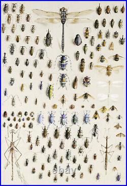 Marian Ellis Rowan One Hundred, Fifty Insects dragonfly female artist science