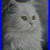 Original_Acrylic_Painting_WHITE_CAT_on_Canvas_Board_by_Artist_J_Lewis_01_wvnl