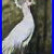 Original_Painting_White_Peacock_Bird_Wildlife_Fine_Art_Signed_K_Eggleston_01_wk