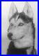 Pet_Portrait_Painting_Dog_Drawing_From_Your_Photo_Black_White_Hand_Drawn_HJMcC_01_fqf