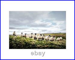 SHEEP PRINT Baaand of Brothers Northumberland Flock of Sheep Farm House Decor