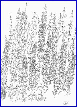 Sage Flowers ORIGINAL DEVON ART Minimalism Botanical Ink Drawing A3 Sage Flowers ORIGINAL DEVON ART Minimalism Botanical Ink Drawing A3