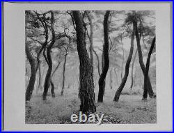 The gelatin silver print black and white photograph 245mm X 280mm korea red pine