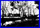 Very_Large_Black_And_White_River_And_Trees_Abstract_Landscape_Painting_On_Canvas_01_zyh