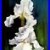 WHITE_IRISES_Painting_Floral_12x16_Black_Canvas_Original_by_Artist_Klein_01_yn