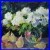 White_Flowers_Oil_Painting_Vivek_Mandalia_20x20_Original_Fauvism_Collectible_01_zf
