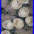 White_Peonies_Oil_Painting_Vivek_Mandalia_Original_Signed_11x14_Collectible_01_kv