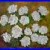 White_Roses_Oil_Original_Painting_canvas_20x24_Hand_Painted_JSArt_01_nodb