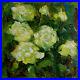 White_Wild_Roses_Flowers_Original_Oil_Painting_Canvas_12x12_Hand_Painted_YSArt_01_vj